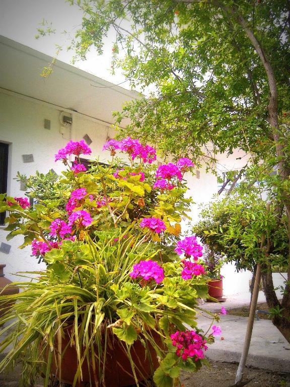Thalassa Studios Faliraki Exteriör bild